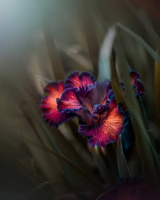 A ruffled violet and copper iris among dark, soft-focus grasses