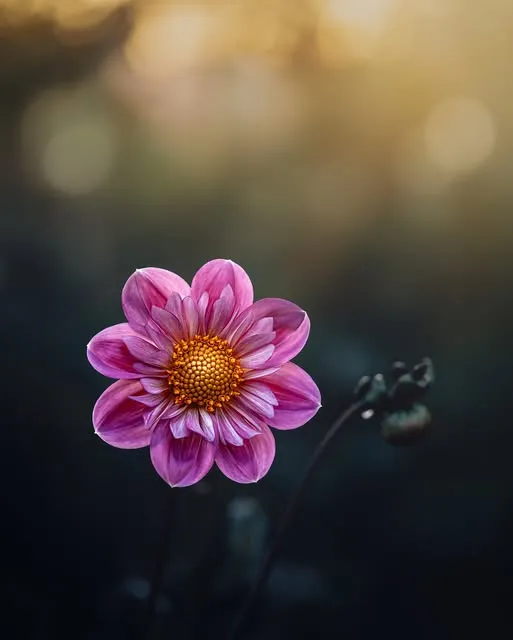 A single magenta dahlia with a golden centre, glowing against a dark teal garden