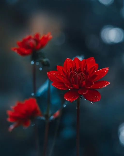 Crimson dahlias on slender stems against deep blue-green shadows