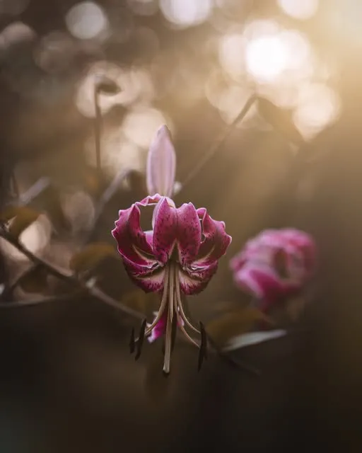 A magenta lily with curled petals in warm, blurred evening light