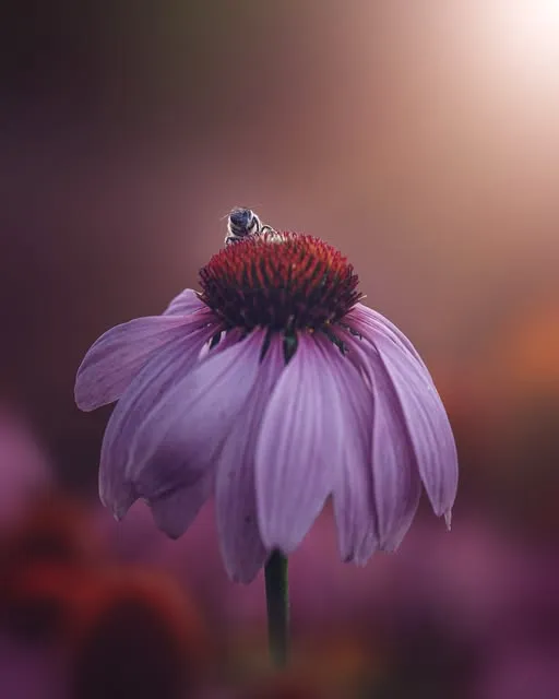 A lilac coneflower with drooping petals against a soft rose-coloured background