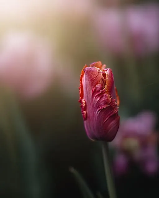 A single red parrot tulip standing in front of pale pink blossoms