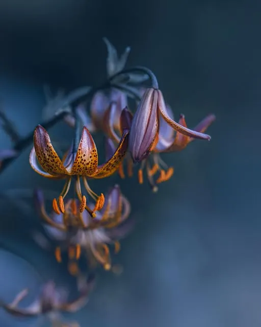 Spotted orange Turk's cap lilies hanging against a deep night-blue background